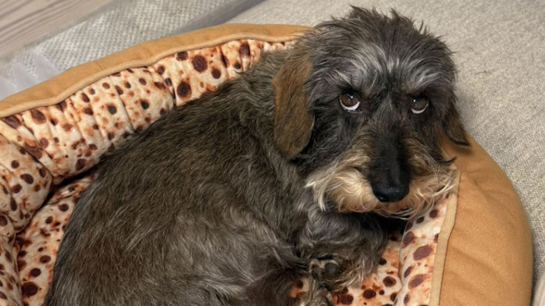 Stan the Hot Dawg from TikTok has bushy eyebrows and a beard.