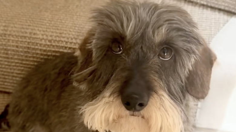 Stan the Hot Dawg from TikTok has some fans wondering if he's secretly a koala