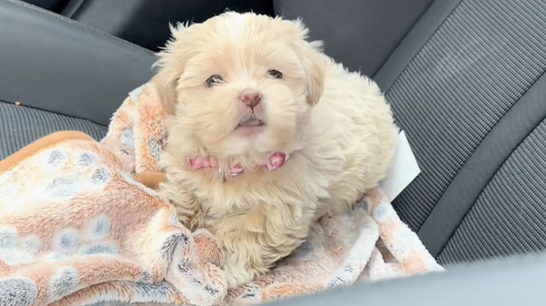 Kali the malshipoo from TikTok ready to bark.