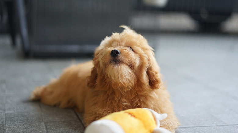 A malshipoo dog laying on the floor.