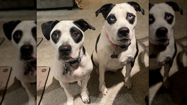 Two pit bull mix dogs that look like panda bears
