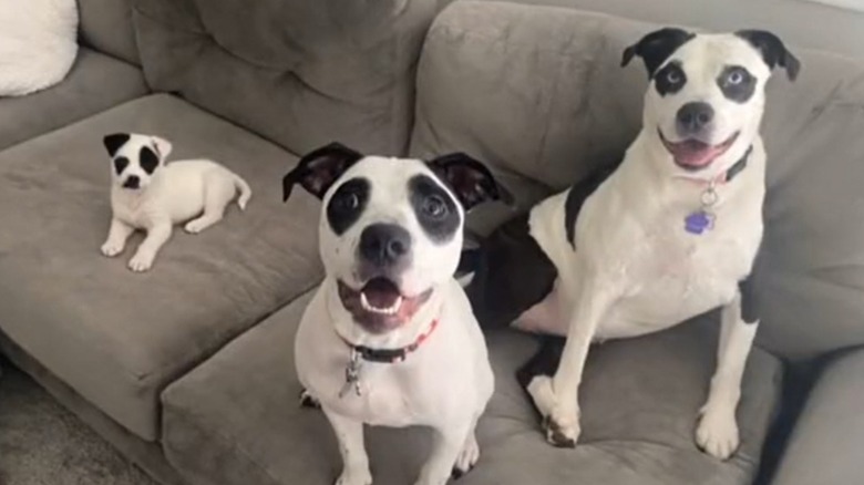 Three dogs that look like panda bears on sofa