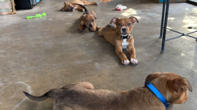 Four puppies lying on a garage floor