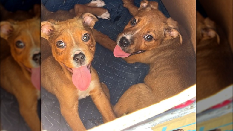 Two puppies in a cardboard box