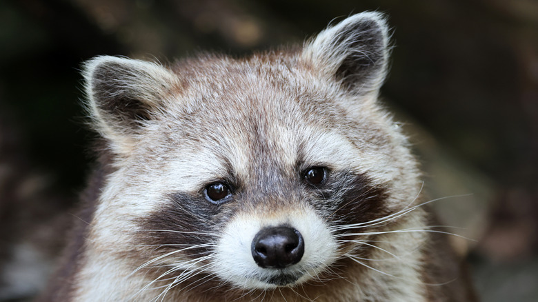 Close-up of a raccoon's face