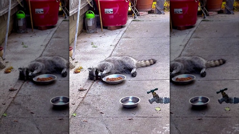 Raccoon stretched out on the ground, lazily eating from a bowl of cat kibble