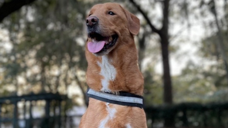 Labrador retreiver alerts woman to aggressive breast cancer