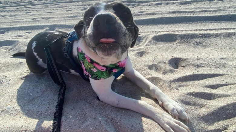 Dog sticking his tongue out, lying on a beach