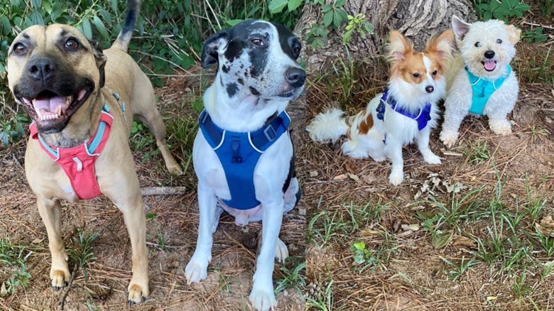 Four dogs seated by a tree