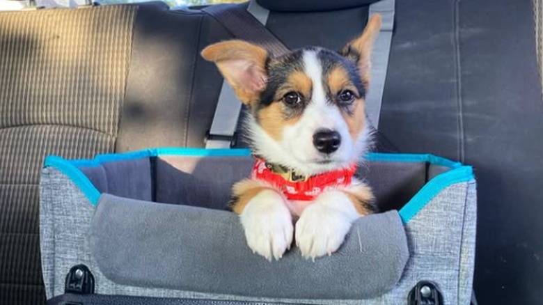 Corgi sitting in dog car seat in back seat
