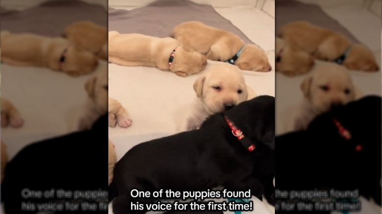 Tiny Labrador puppy getting ready to bark for the first time.