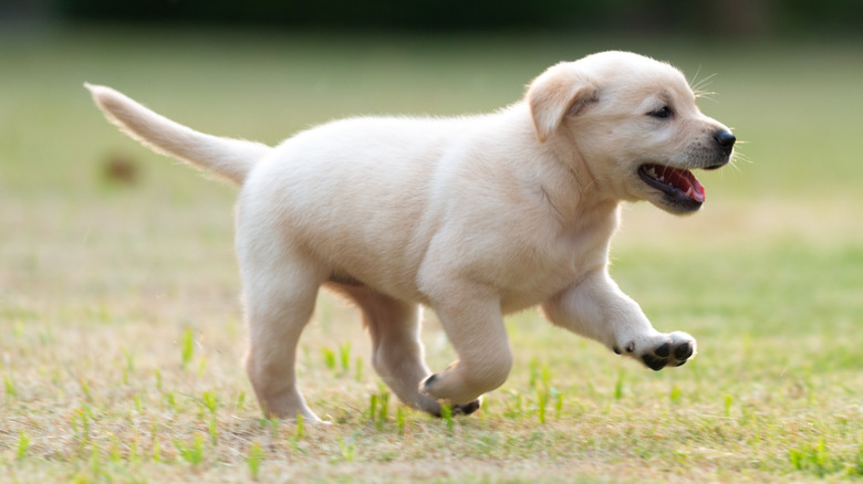 Yellow lab puppy running in the grass