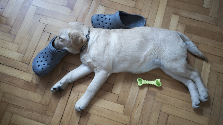 Yellow lab puppy sleeping with its face in a shoe.