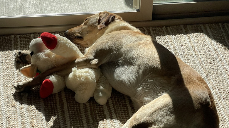 A yellow Labrador retriever sleeping with a stuffed toy.