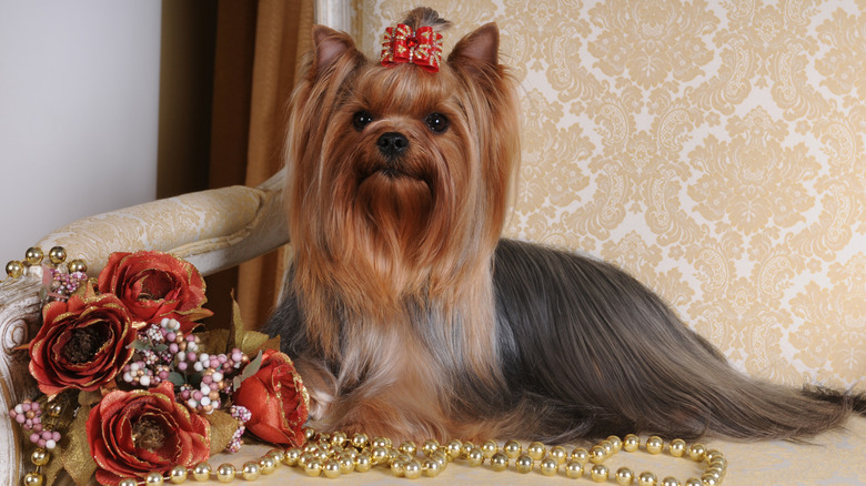 Long haired Yorkshire terrier on the armchair in classic interior.