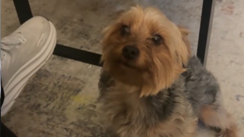A Yorkie looking guilty.