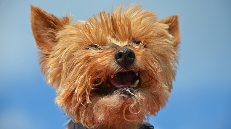 Crying Yorkie in front of a blue background.