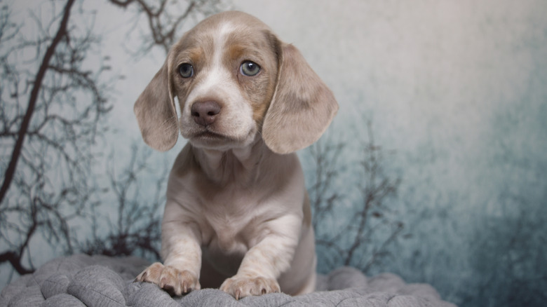 A dapple piebald dachshund puppy poses on a dog bed.
