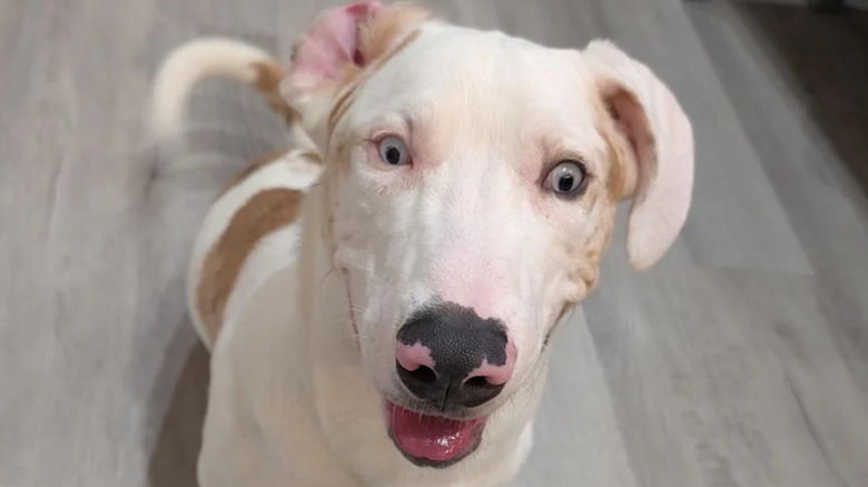 Rare Great Dane-corgi mixed puppy as seen on Reddit.