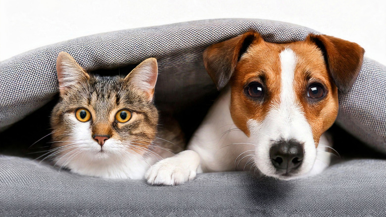 A cat and a dog cutely hide under a blanket.