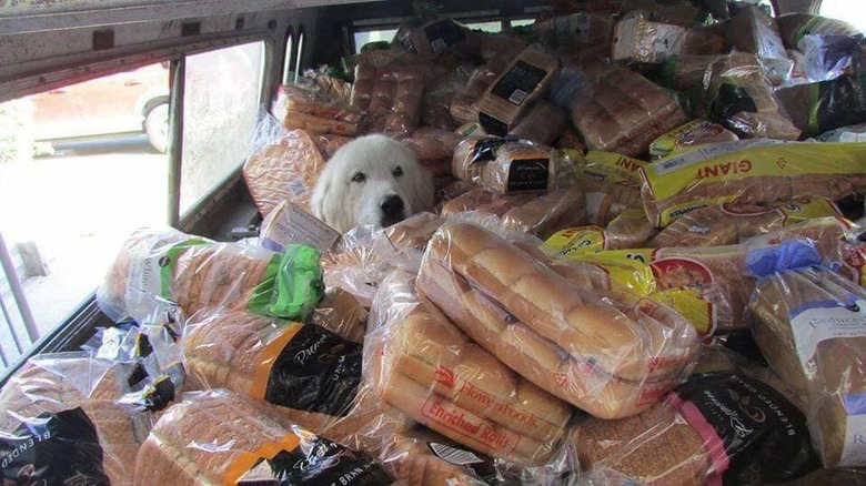 You'll Want To Share These 16 Ridiculous Animal Photos Immediately