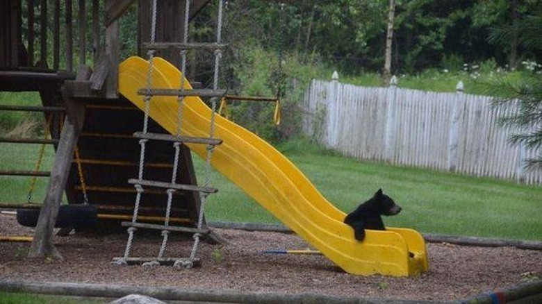 You'll Want To Share These 16 Ridiculous Animal Photos Immediately