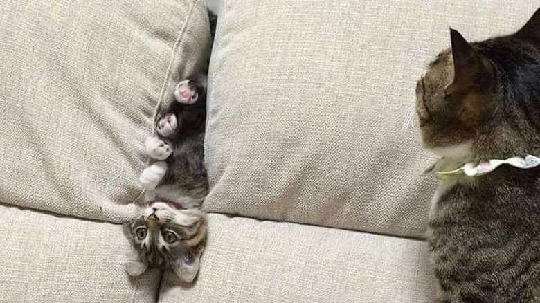 You'll Want To Share These 16 Ridiculous Animal Photos Immediately