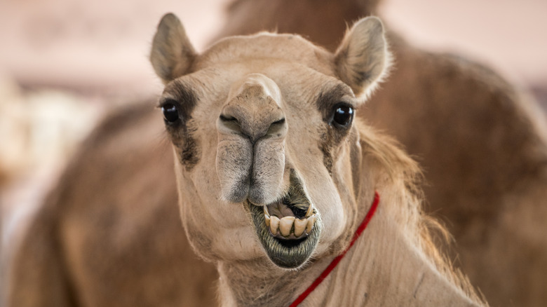 Camel making a weird face