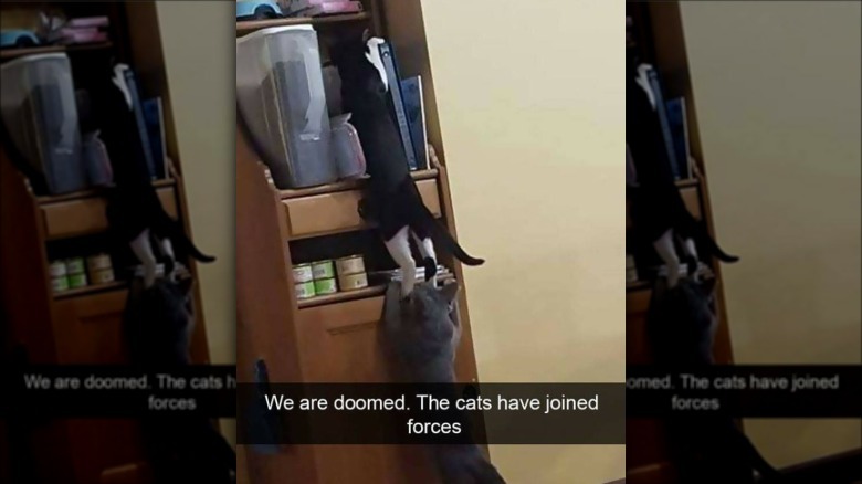You'll Want To Share These 16 Ridiculous Animal Photos Immediately