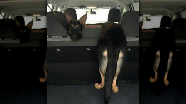 You'll Want To Share These 16 Ridiculous Animal Photos Immediately