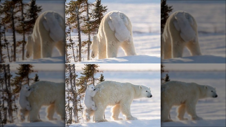 You'll Want To Share These 16 Ridiculous Animal Photos Immediately