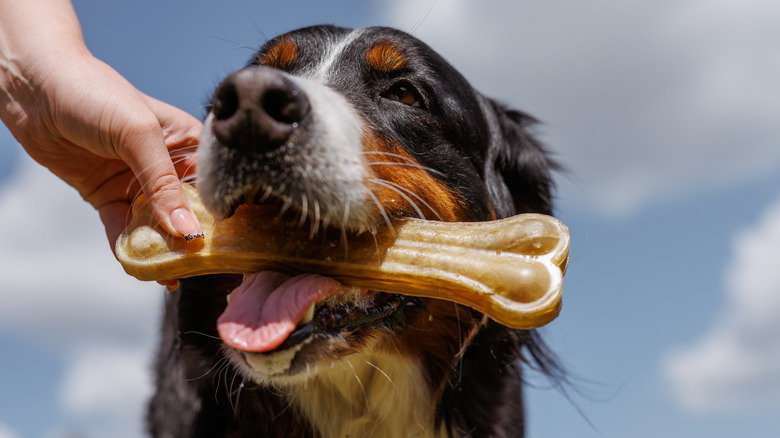 A happy Bernese mountain dog outside holding onto a bone that its owner is also holding