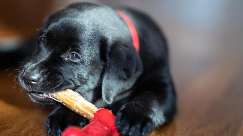 A black Labrador retriever puppy chewing on a rawhide indoors