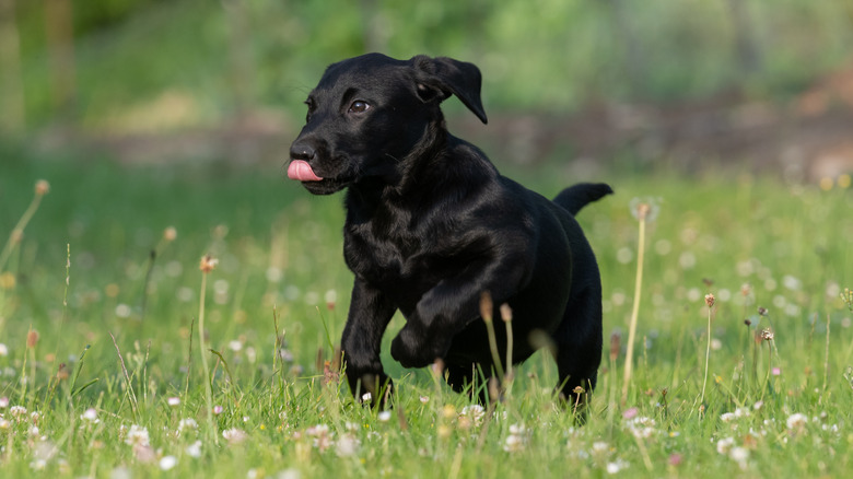 A young black Labrador puppy running in a green field