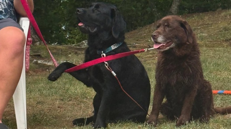 A black Labrador retriever named Gordie sitting with his owner