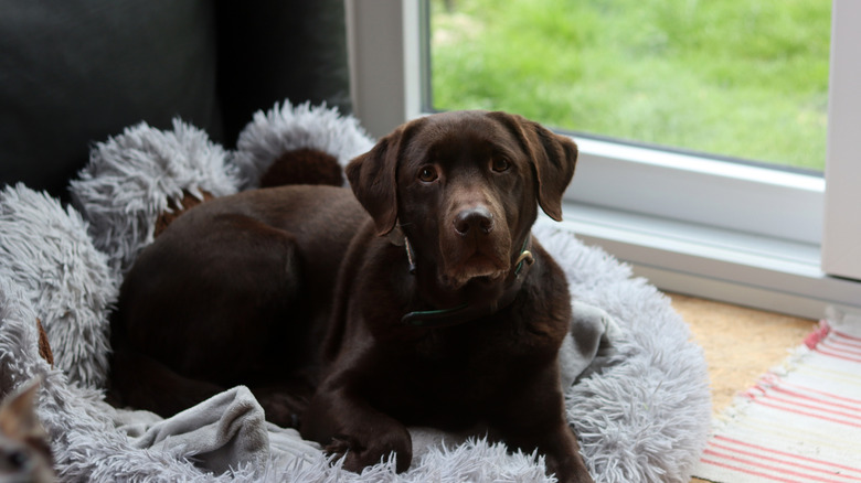 A Labrador retriever lying on a bed.
