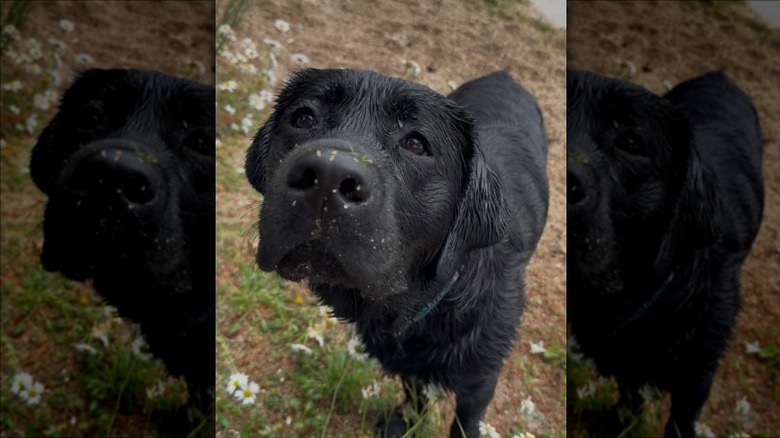 Gordie the black Labrador retriever looking at its owner's camera