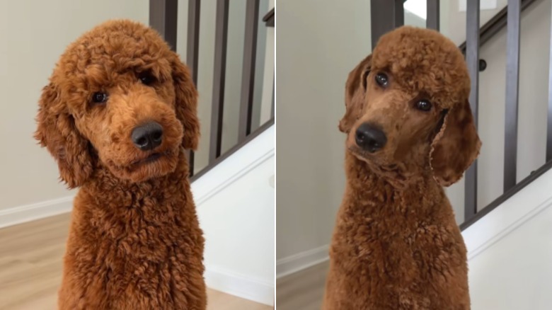 A brown poodle posing by a staircase before and after its haircut.