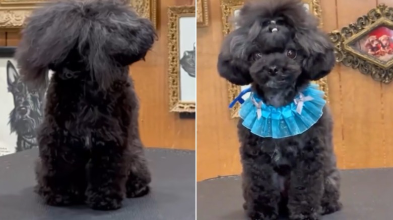A tiny black dog before and after grooming.