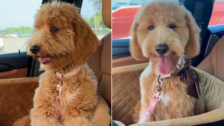 A happy-looking goldendoodle sitting inside a car before and after its grooming appointment.