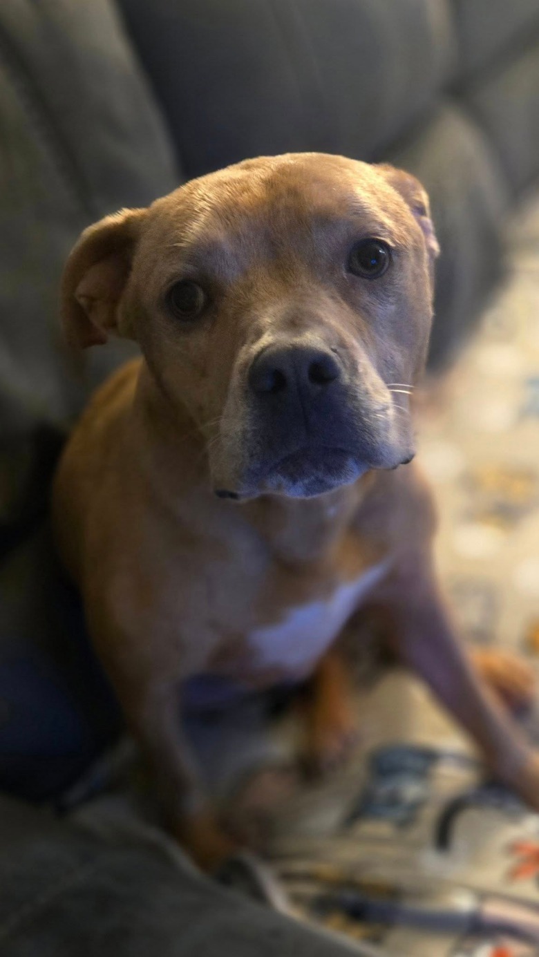 Boomer the dog posing on the couch
