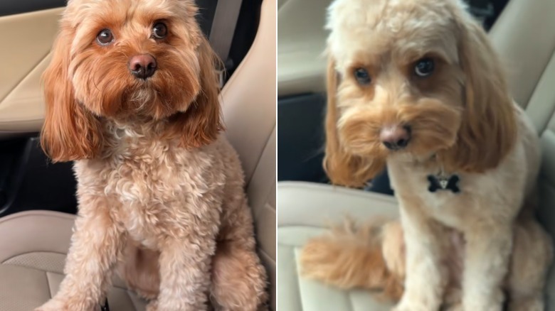 A small dog sitting in a car before and after his haircut grooming appointment.