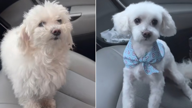 A Maltese sitting inside a car before and after a haircut.