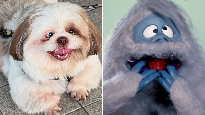 Chootie the dog from Instagram looks like Bumble from the classic Rudolph cartoon.
