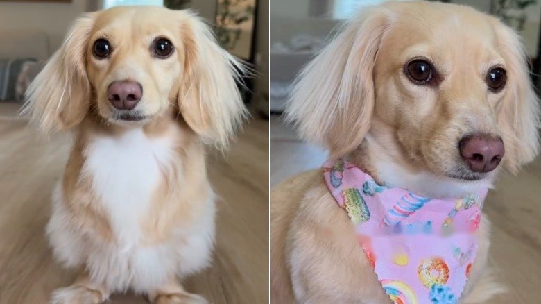 A long-haired dachshund posing before and after haircut.