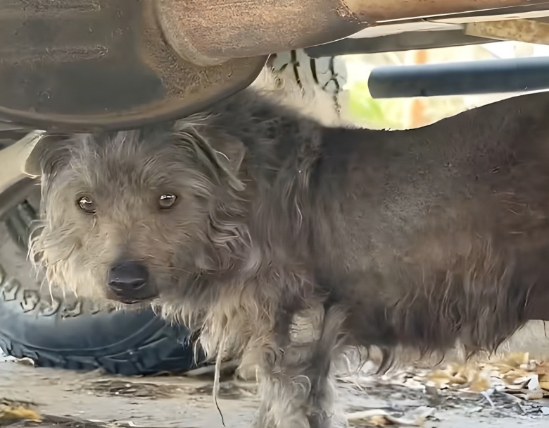 A dog hides beneath a car.