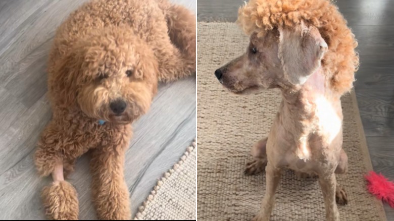 A side-by-side comparison between a dog' curly coat and its mullet hairstyle.