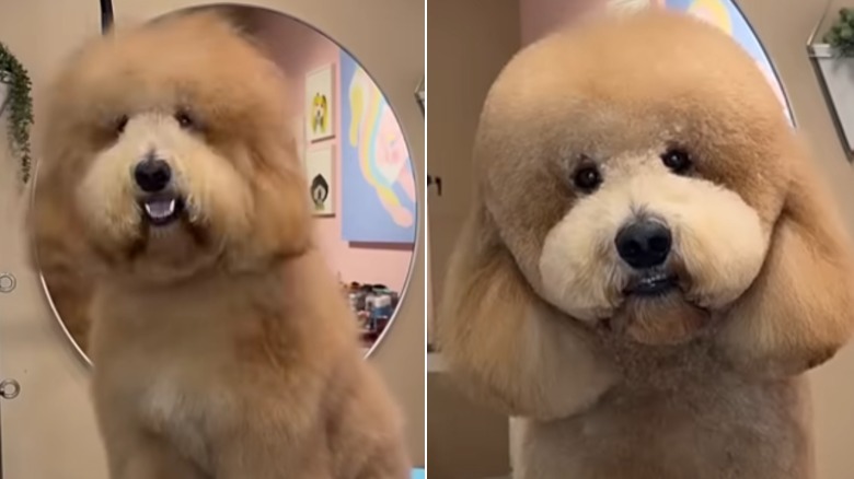 Before and after grooming photos of a fluffy golden dog.