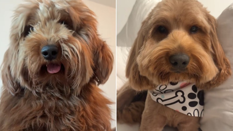 A very fluffy dog lying on a bed before and after a major grooming session.