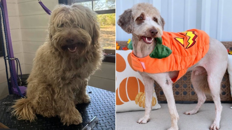 A dog named Fozzy at the Effingham County Animal Shelter & Control got a Halloween makeover on Facebook.